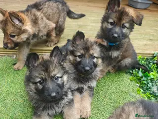 German Shepherd dogs 100% Purebred XL Long-Hair German Shepherd Puppies - Advert 9