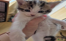 Mixed Breed cats for sale: 6 beautiful kittens left for sale  - Image 9