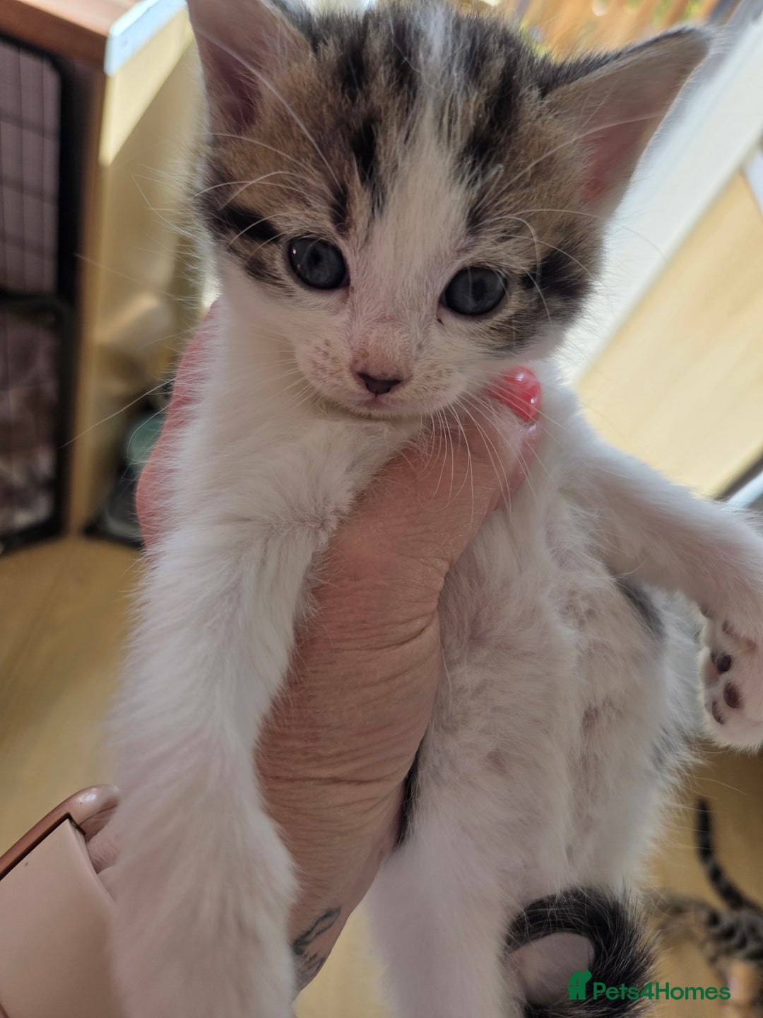 Mixed Breed cats for sale: 6 beautiful kittens left for sale  - Image 9