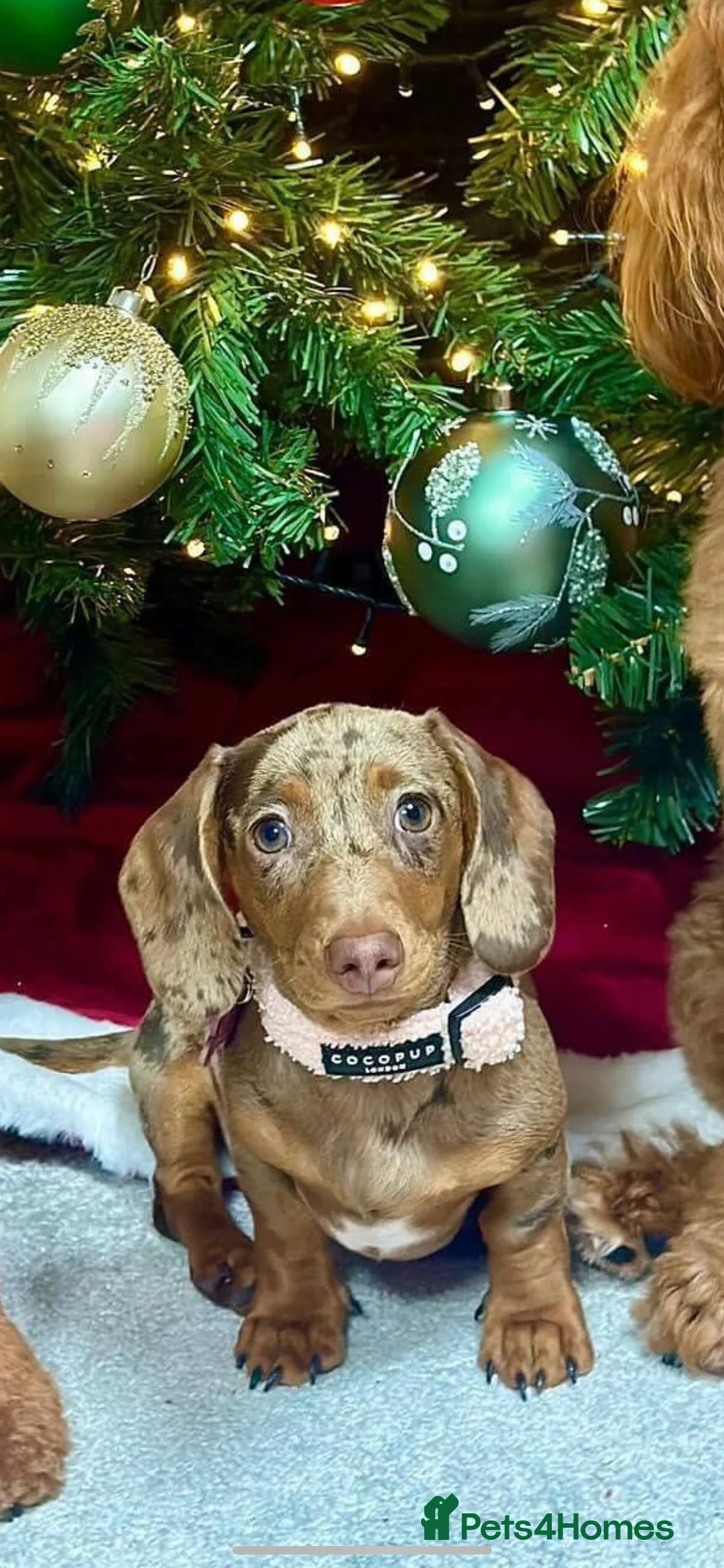 Miniature Dachshund dogs for stud: SLICE - Super Chocolate Dapple Miniature Stud in Dalry - Advert 27