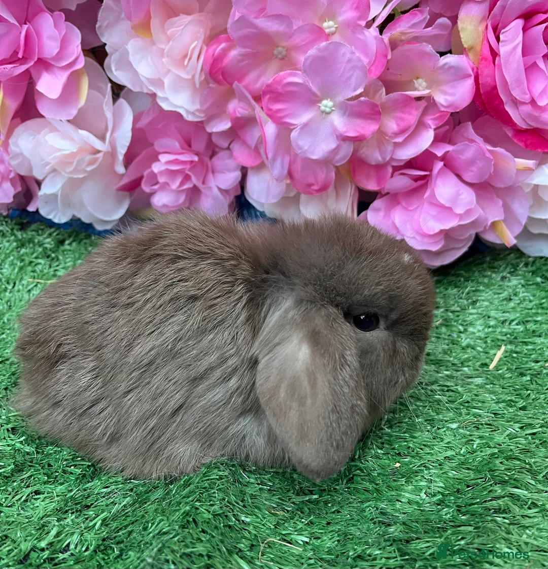 Mini Lop rabbits for sale: Mini lops ready now - Advert 8
