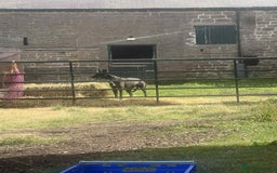 Mixed Breed dogs for sale: 1 year old black whippet cross  - Image 2