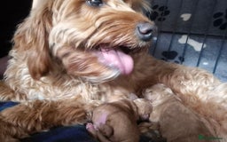 Cockapoo dogs for sale: Cockapoo pups for sale - Image 2