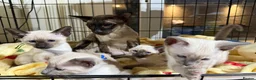 Siamese cats for sale: Siamese kittens  - Advert 9