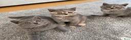 British Shorthair cats for sale: British Shorthair Kittens – Ready Now 🐾 - Advert 3