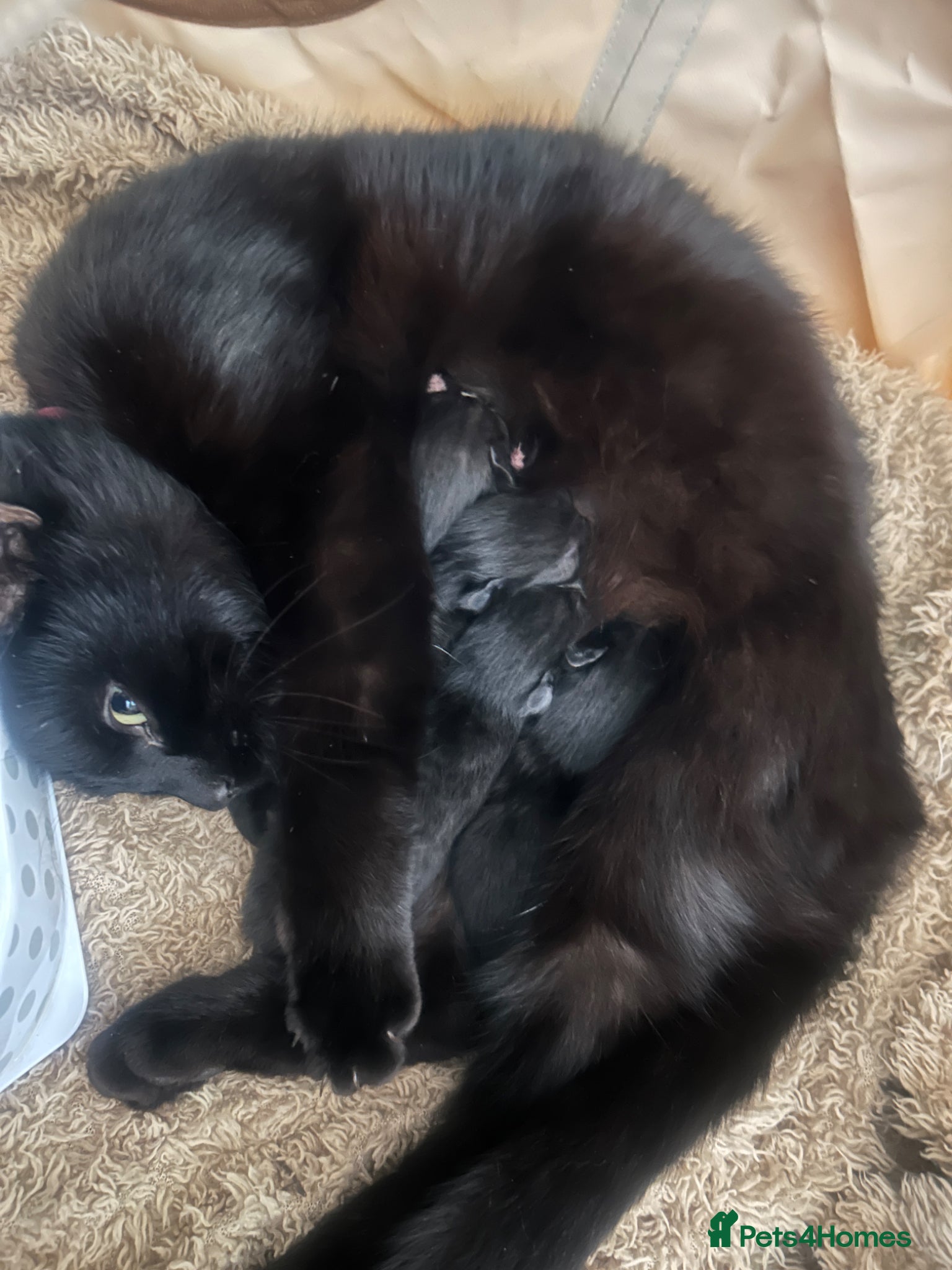 British Shorthair cats three male kittens for sale  - Advert 1