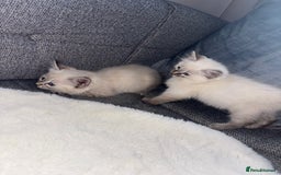Ragdoll cats for sale: Ragdoll X bengals  - Image 5