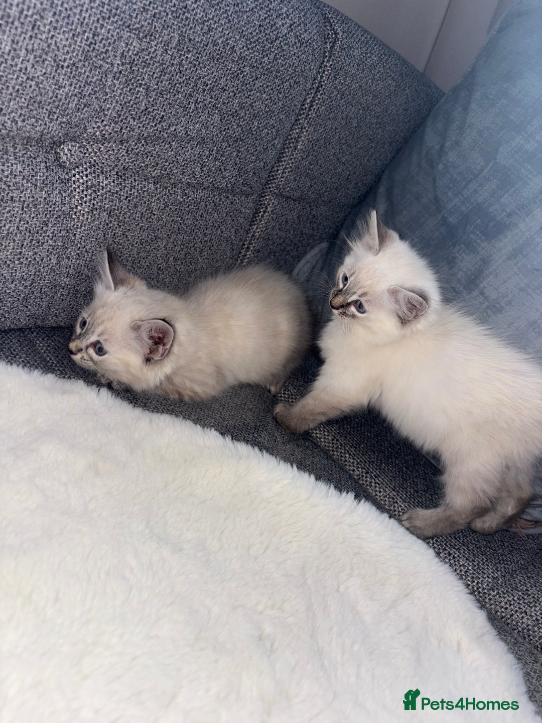 Ragdoll cats for sale: Ragdoll X bengals  - Image 5