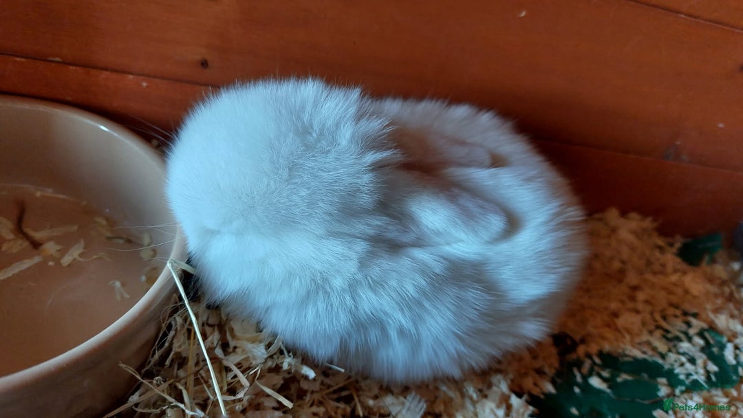 Mini Lop rabbits for sale: 💕Gorgeous purebred mini lops 💕 - Image 11