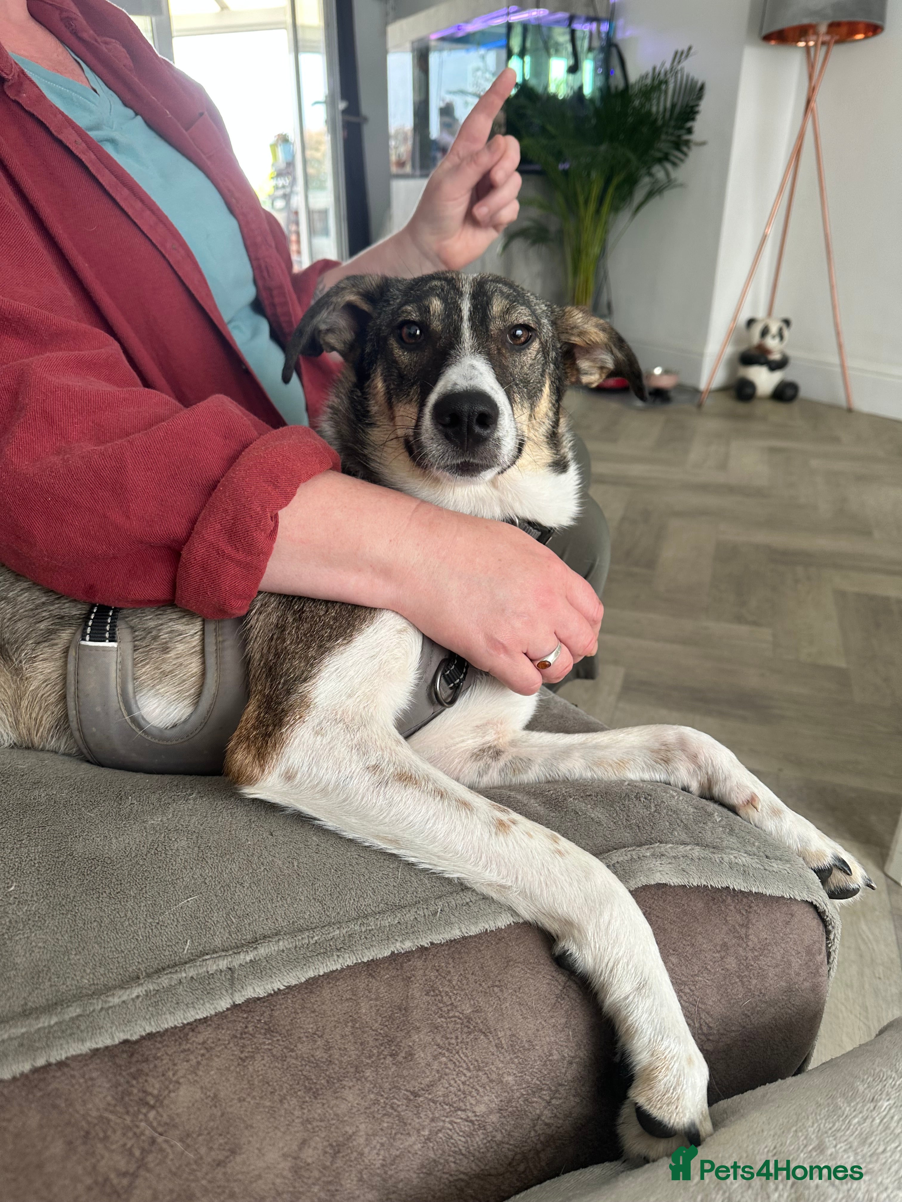 Mixed Breed dogs Marble seeks forever home  - Advert 16