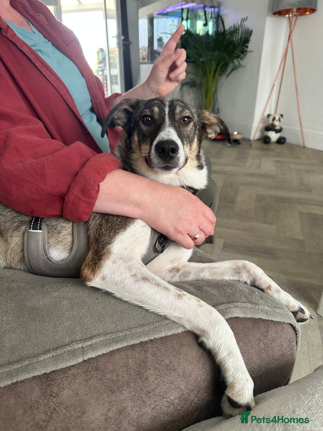 Mixed Breed dogs for adoption: Marble seeks forever home  - Image 1