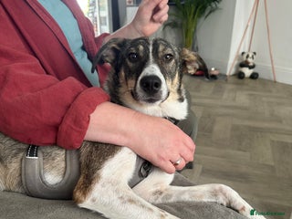 Mixed Breed dogs - Advert 34