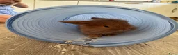 Mini Lop rabbits for sale: 13 baby bunnies -two litters ready mid-end of July - Advert 9