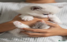 Ragdoll cats for sale: Best Ragdoll Bicolour and Lynx kittens in UK - Image 12