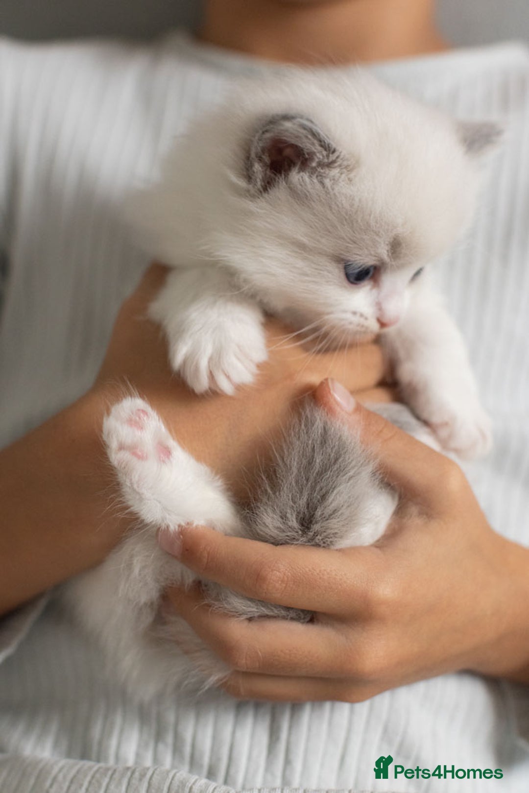 Ragdoll cats for sale: Best Ragdoll Bicolour and Lynx kittens in UK - Image 12