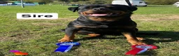 Rottweiler dogs for sale: Beautiful KC Rottweiler puppies ready 18.10.26 - Advert 13