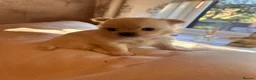 Pomchi dogs for sale: Chihuahua x Pomeranian Puppies - Advert 20