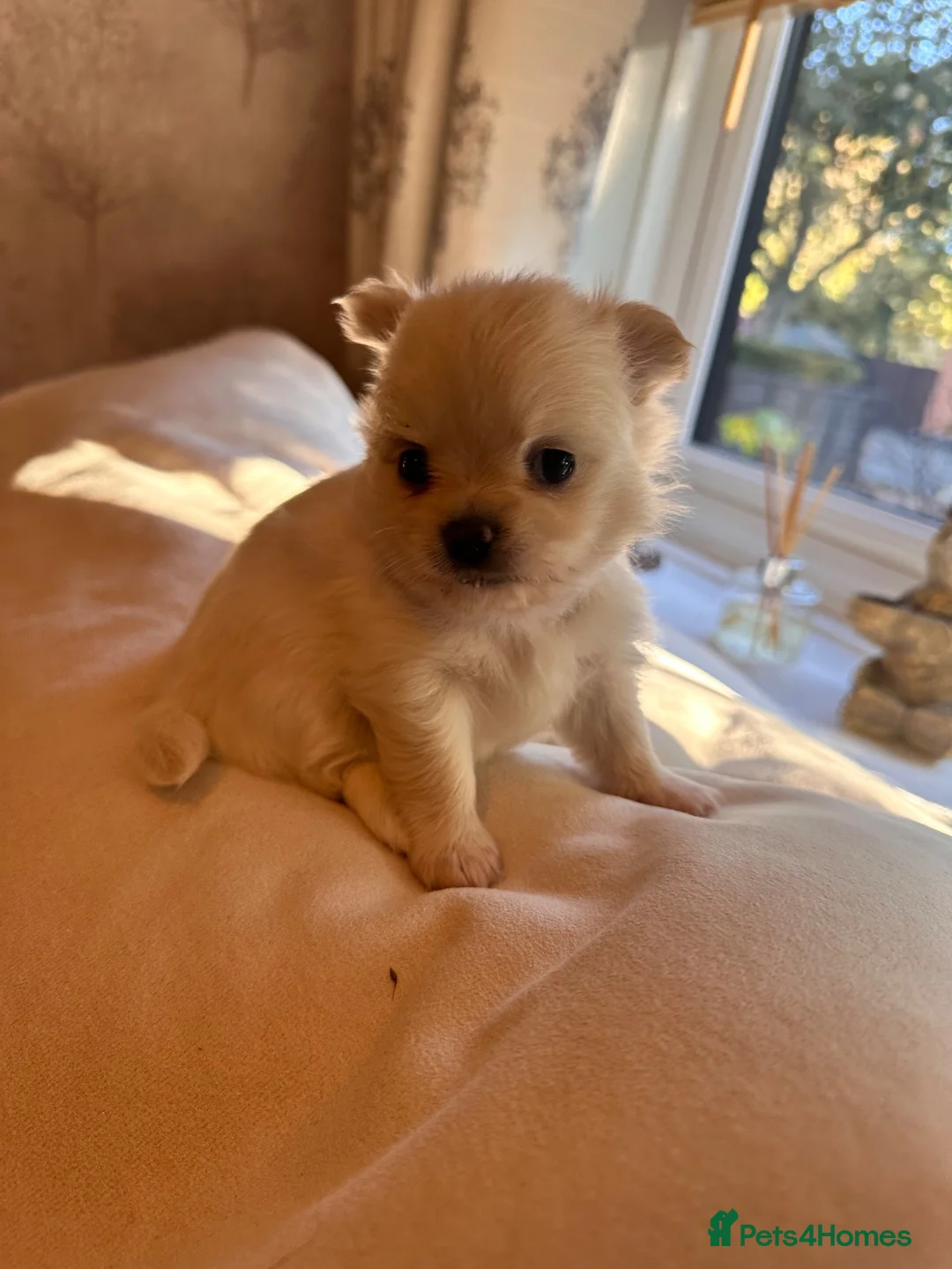 Pomchi dogs for sale: Chihuahua x Pomeranian Puppies - Advert 20