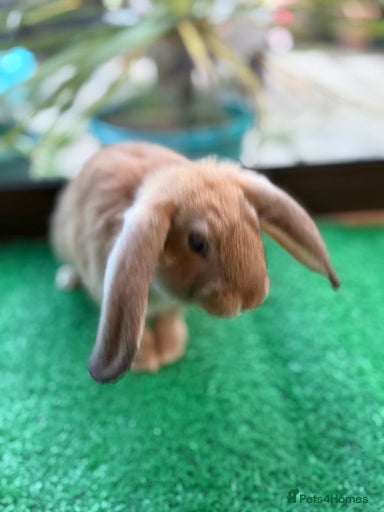 Gallery Image {{count}}