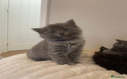Ragdoll cats for sale: Ragdoll cross kittens - Image 9