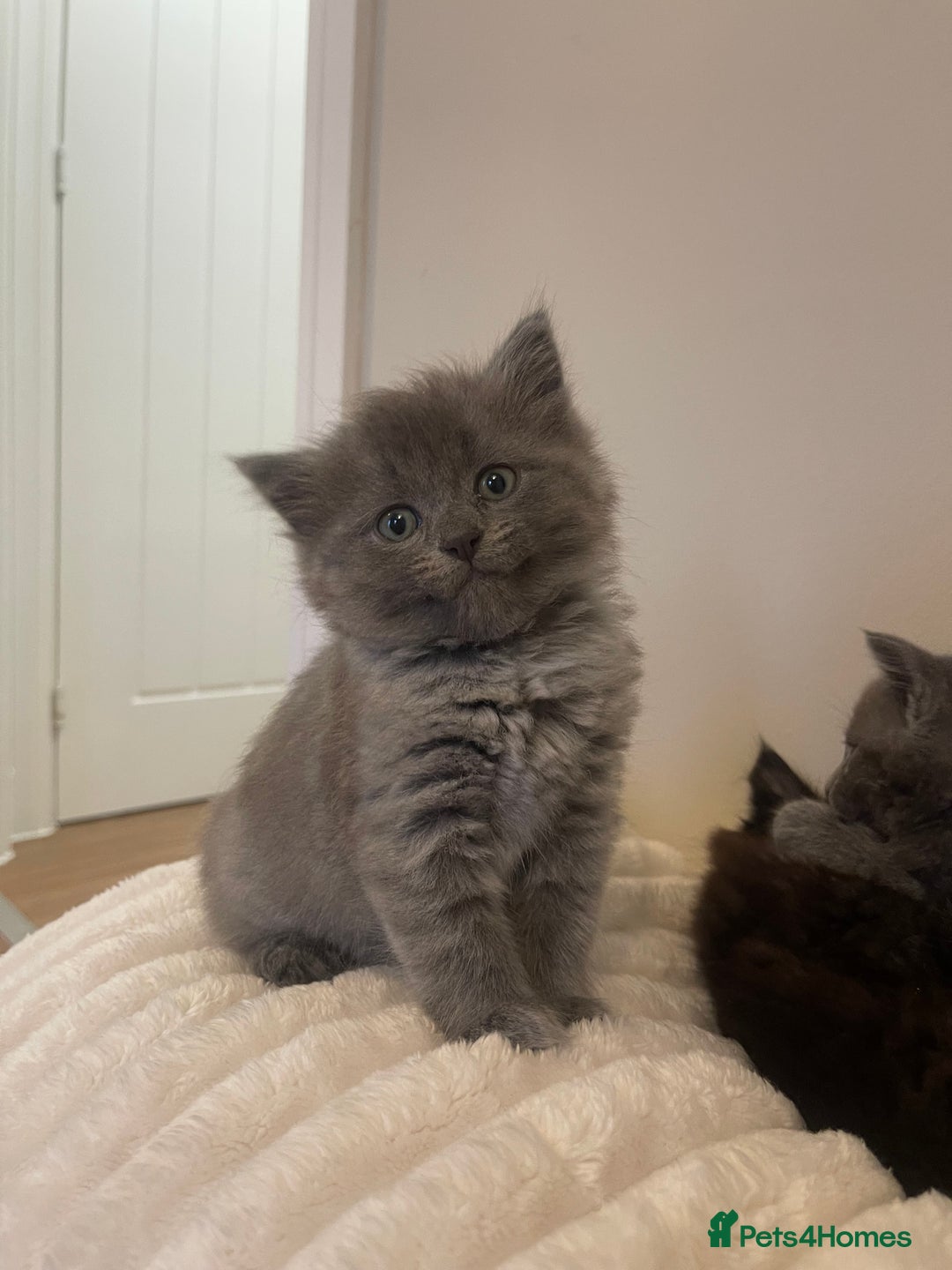 Ragdoll cats for sale: Ragdoll cross kittens - Image 9