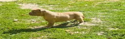 Olde English Bulldogge dogs for sale: Olde English bulldogge  - Advert 4
