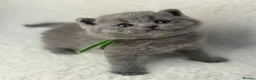 British Shorthair cats for sale: GCCF Registered British Shorthairs - Advert 3