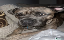 Mixed Breed dogs for sale: Beautiful Bruno - Image 5
