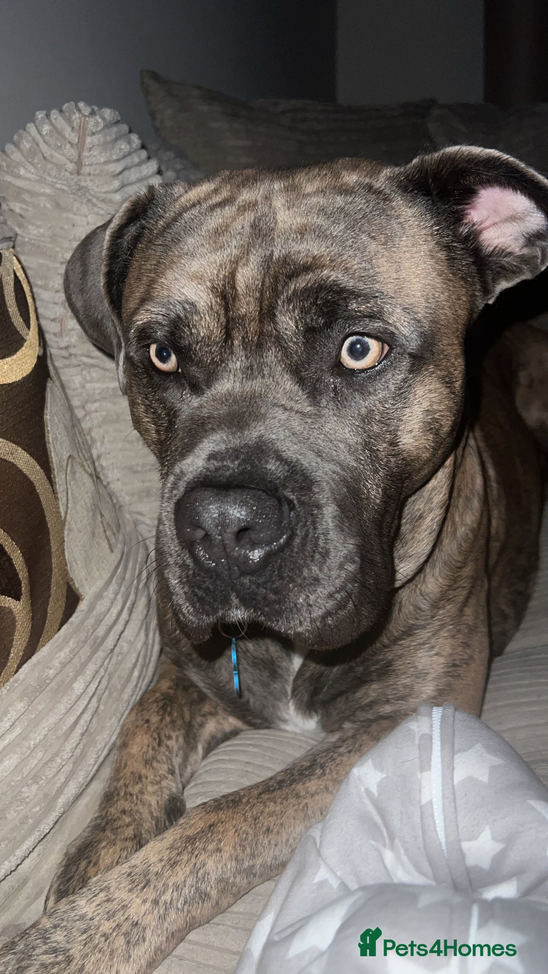 Mixed Breed dogs for sale: Beautiful Bruno - Image 5