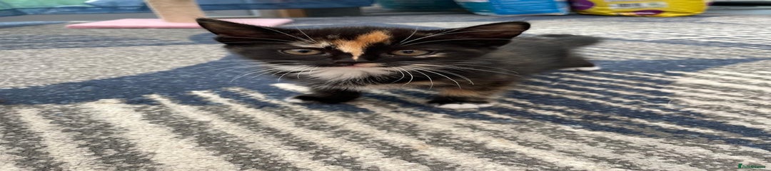 Mixed Breed Kitten 4