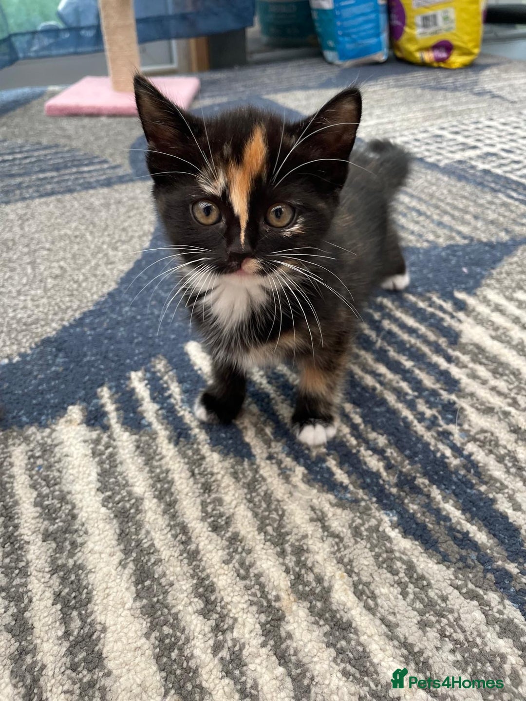 Mixed Breed cats for sale: 5 kittens for sale - Image 11