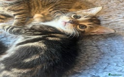Bengal cats for sale: Bengal cross kittens - Image 9