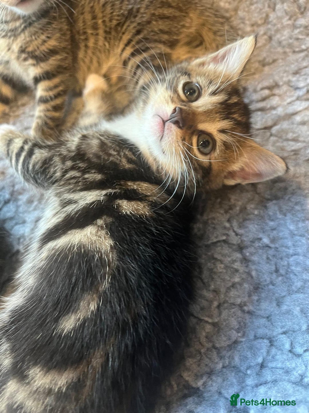 Bengal cats for sale: Bengal cross kittens - Image 9