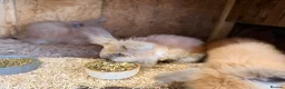 Angora rabbits for sale: Angora - Advert 12