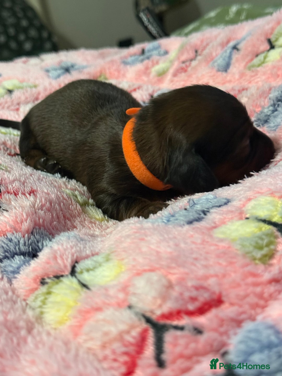 Miniature Dachshund dogs for sale: Long haired miniature dachshund litter  - Image 5
