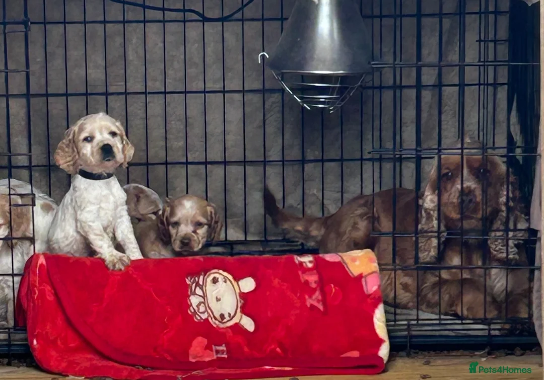 Cocker Spaniel dogs for sale: Showtype cocker spaniel puppies  - Advert 16