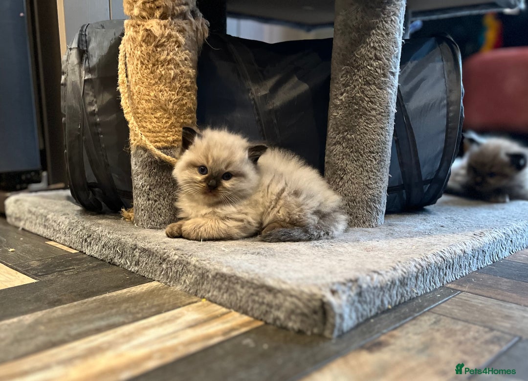Ragdoll cats for sale: Beautiful Ragdoll boys  - Image 1