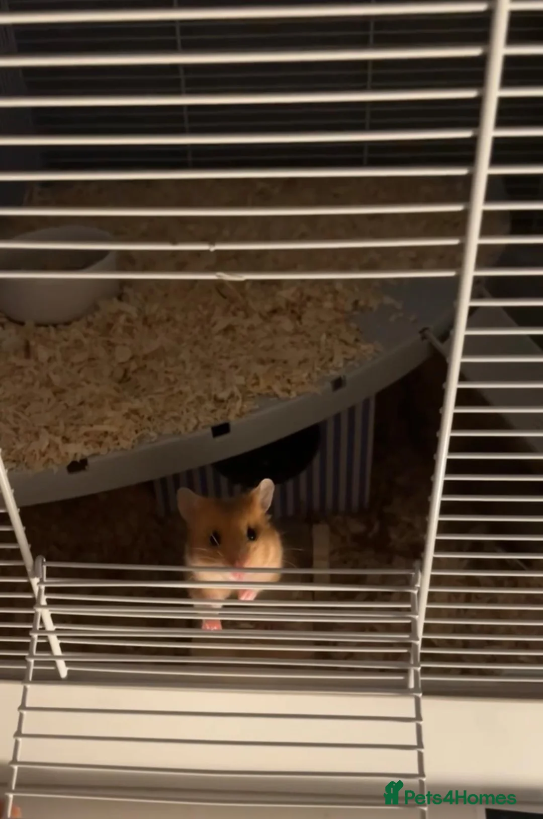 Hamster rodents for sale: Male hamster “Mike”  in Bath - Advert 2