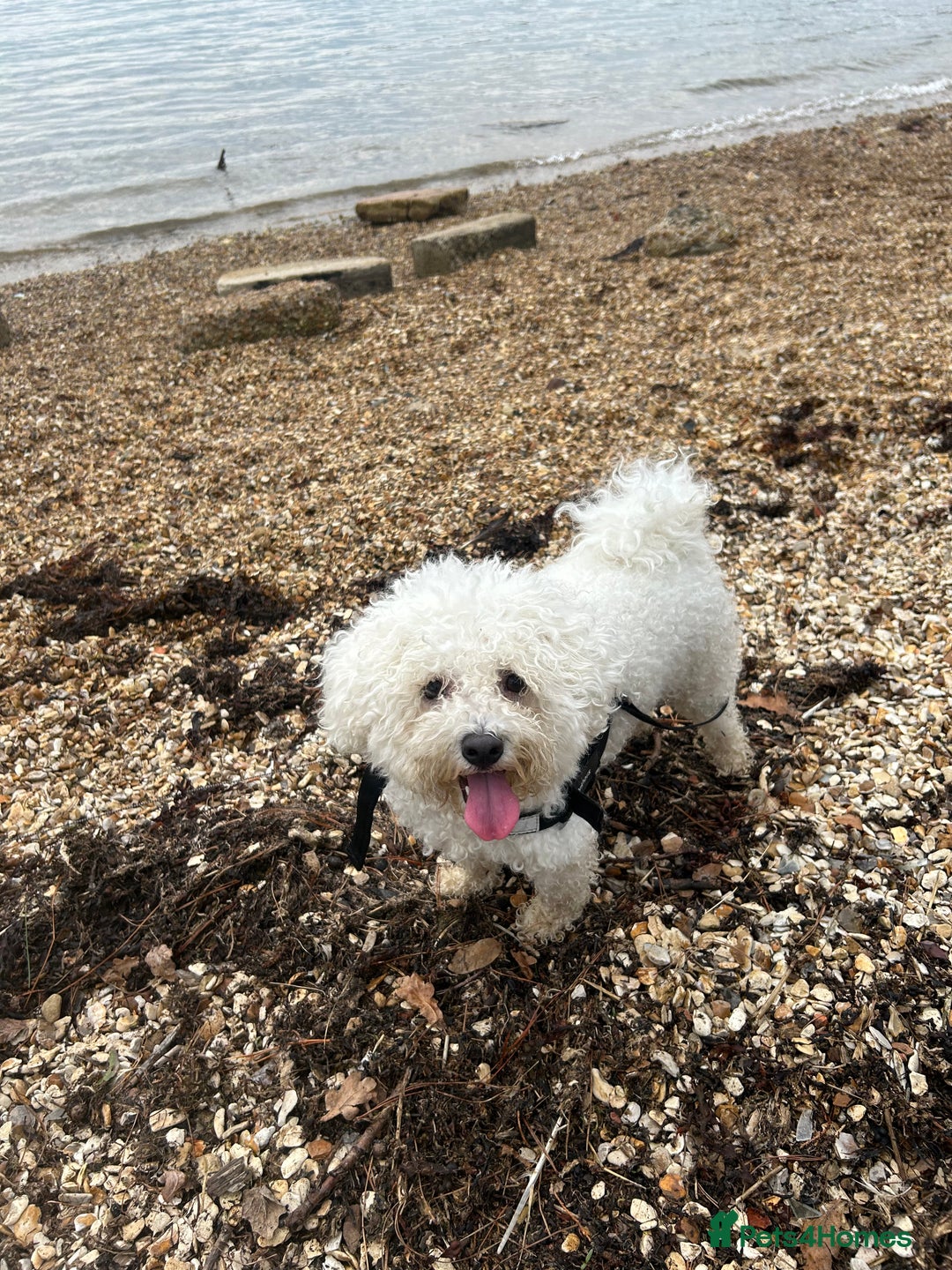 Mixed Breed dogs for sale: 6 Beautiful adorable Maltichon puppies  - Advert 1