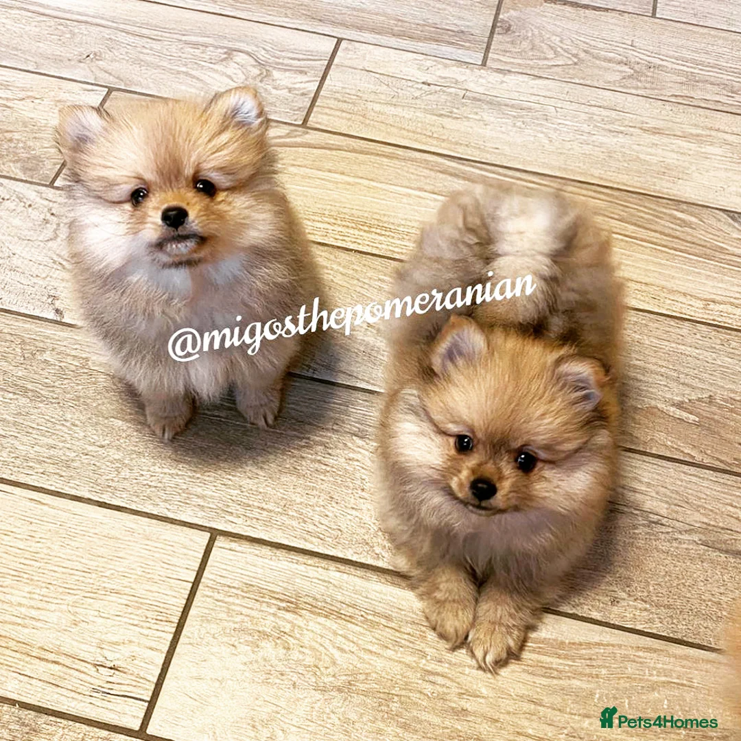 Pomeranian dogs for stud: Exceptional Well Proven Champion Line Pom Stud in Ebbw Vale - Advert 19