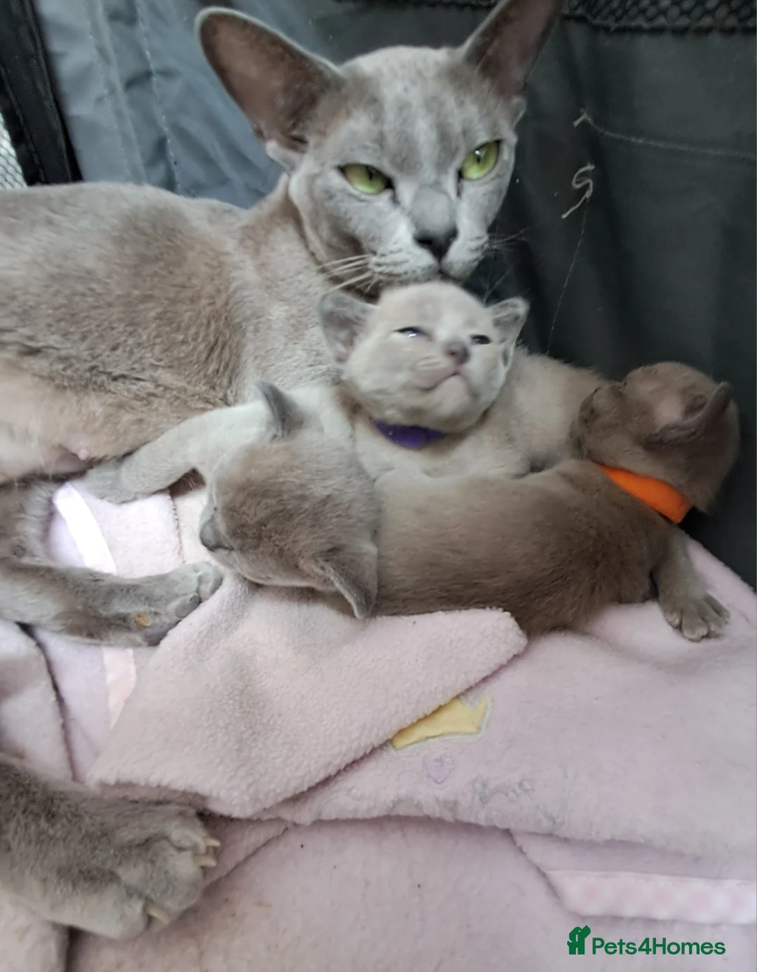Burmese cats for sale: GCCF Pedigree Blue Burmese Kittens - Advert 6