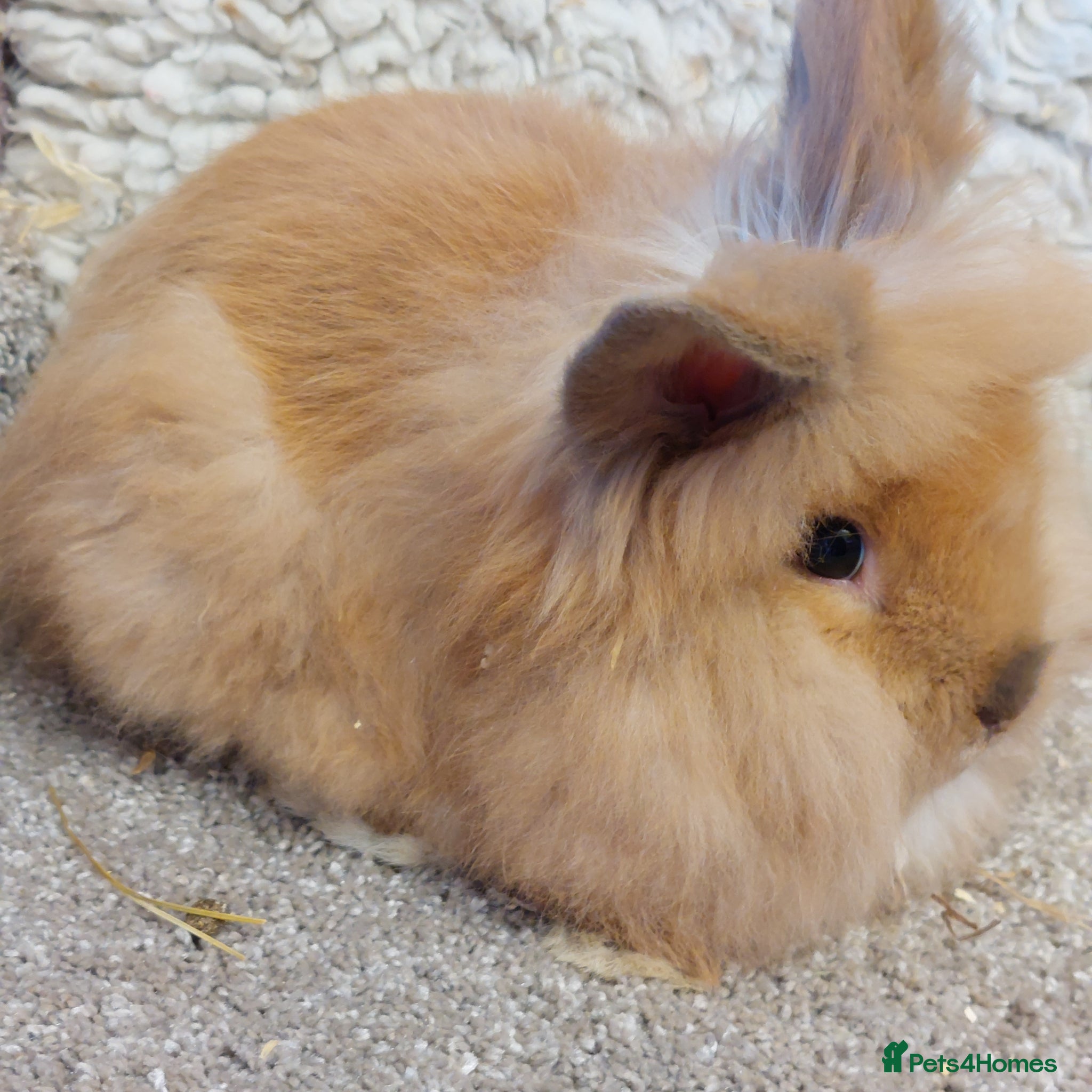 Lionhead rabbits Last one Lionhead baby buck - Advert 8