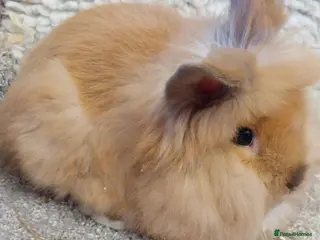 Lionhead rabbits Last one Lionhead baby buck - Advert 8