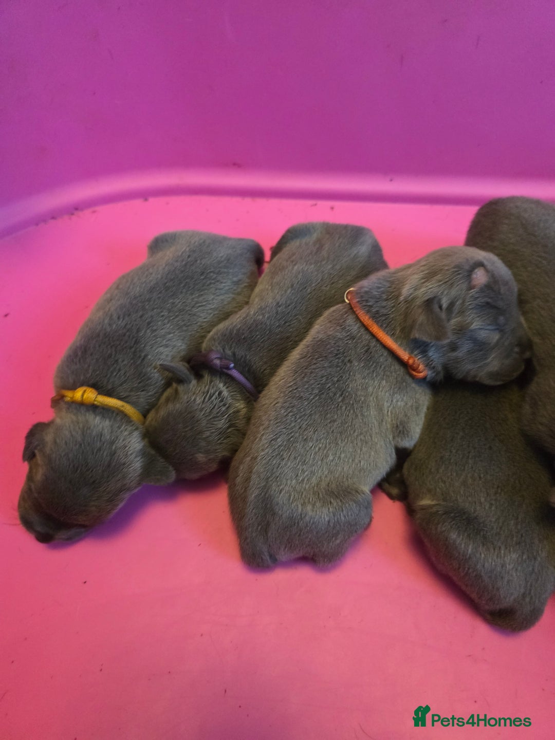 Staffordshire Bull Terrier dogs for sale: Staffy puppys  - Image 10