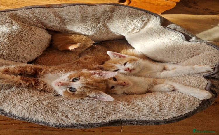 Domestic Shorthair cats - Advert 3