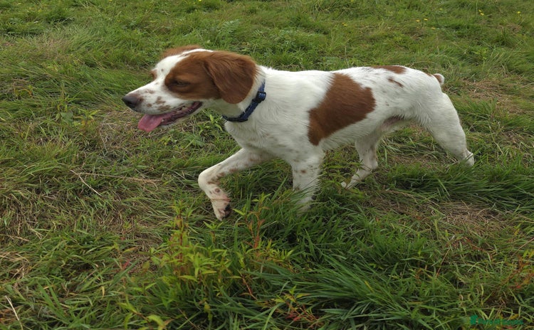Brittany Spaniel dogs - Advert 1