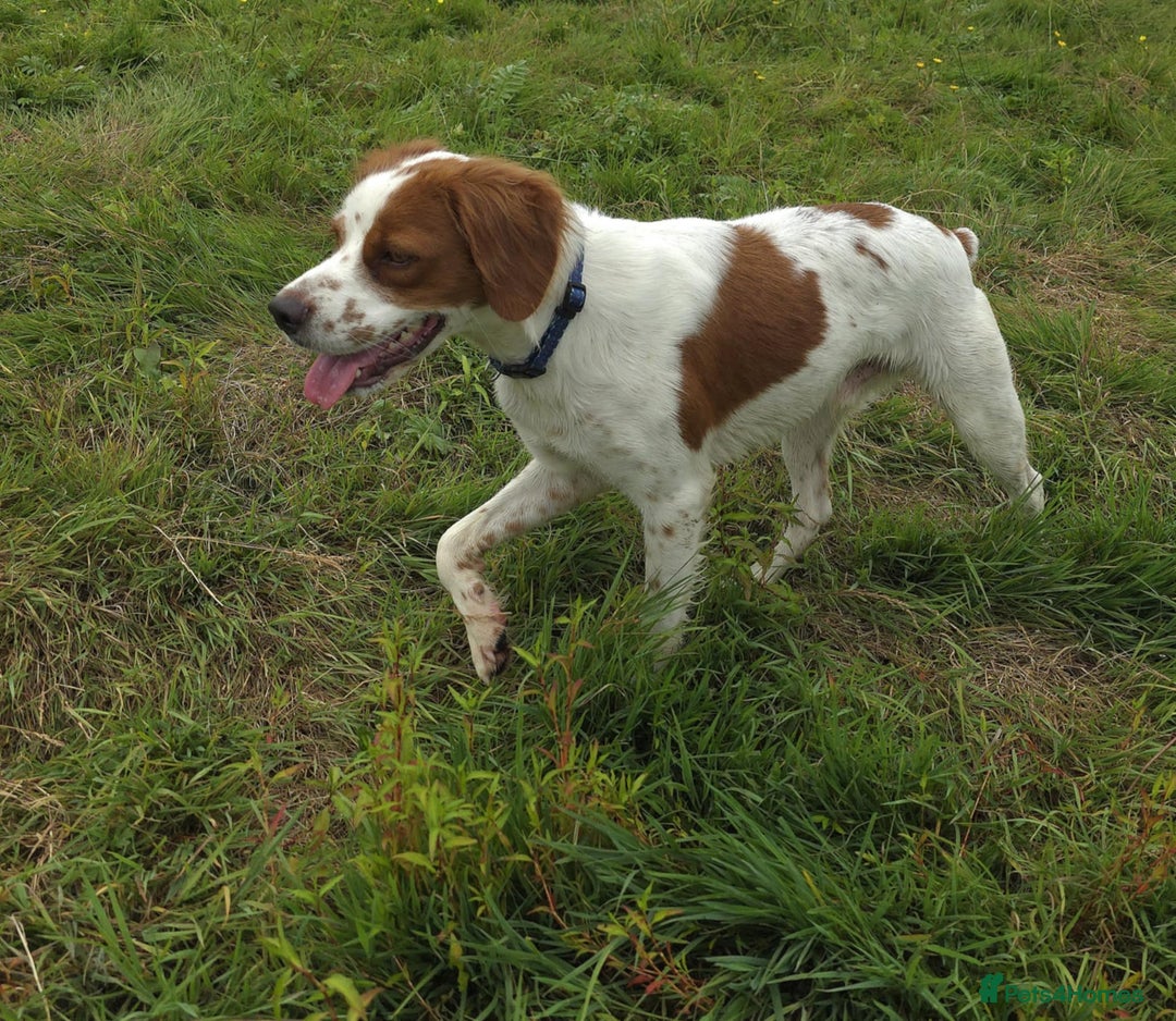 Brittany Spaniel dogs for adoption: Danny is a lovely  boy looking for the best home  - Image 1