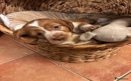 Cocker Spaniel dogs for sale: Cocker spaniel puppies - Advert 8