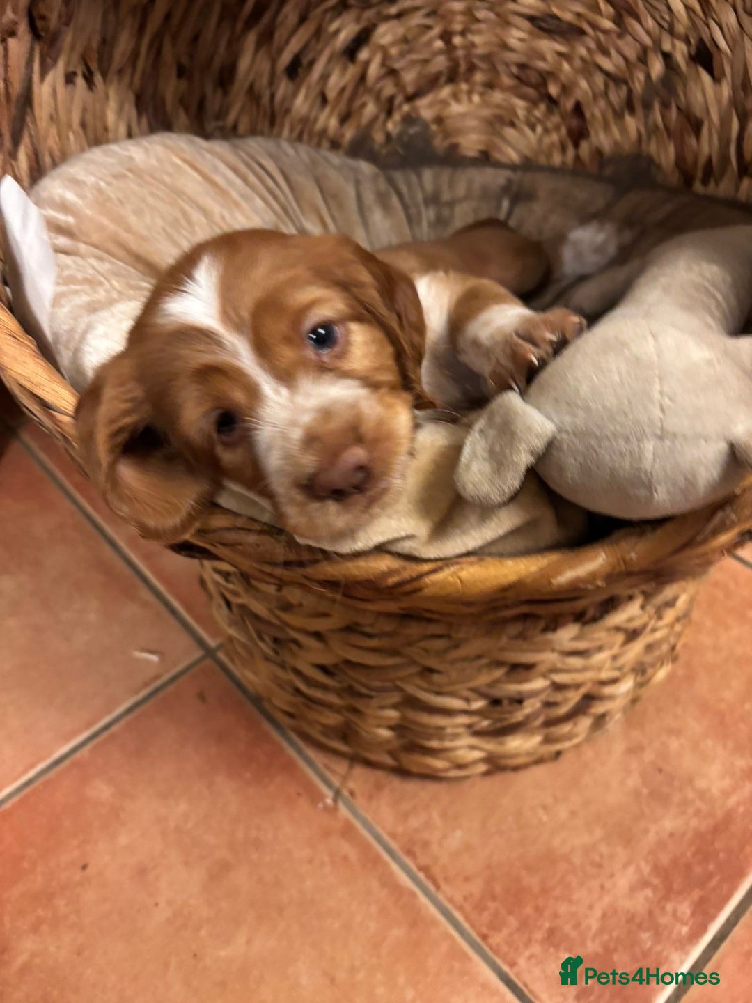 Cocker Spaniel dogs for sale: Cocker spaniel puppies - Advert 8