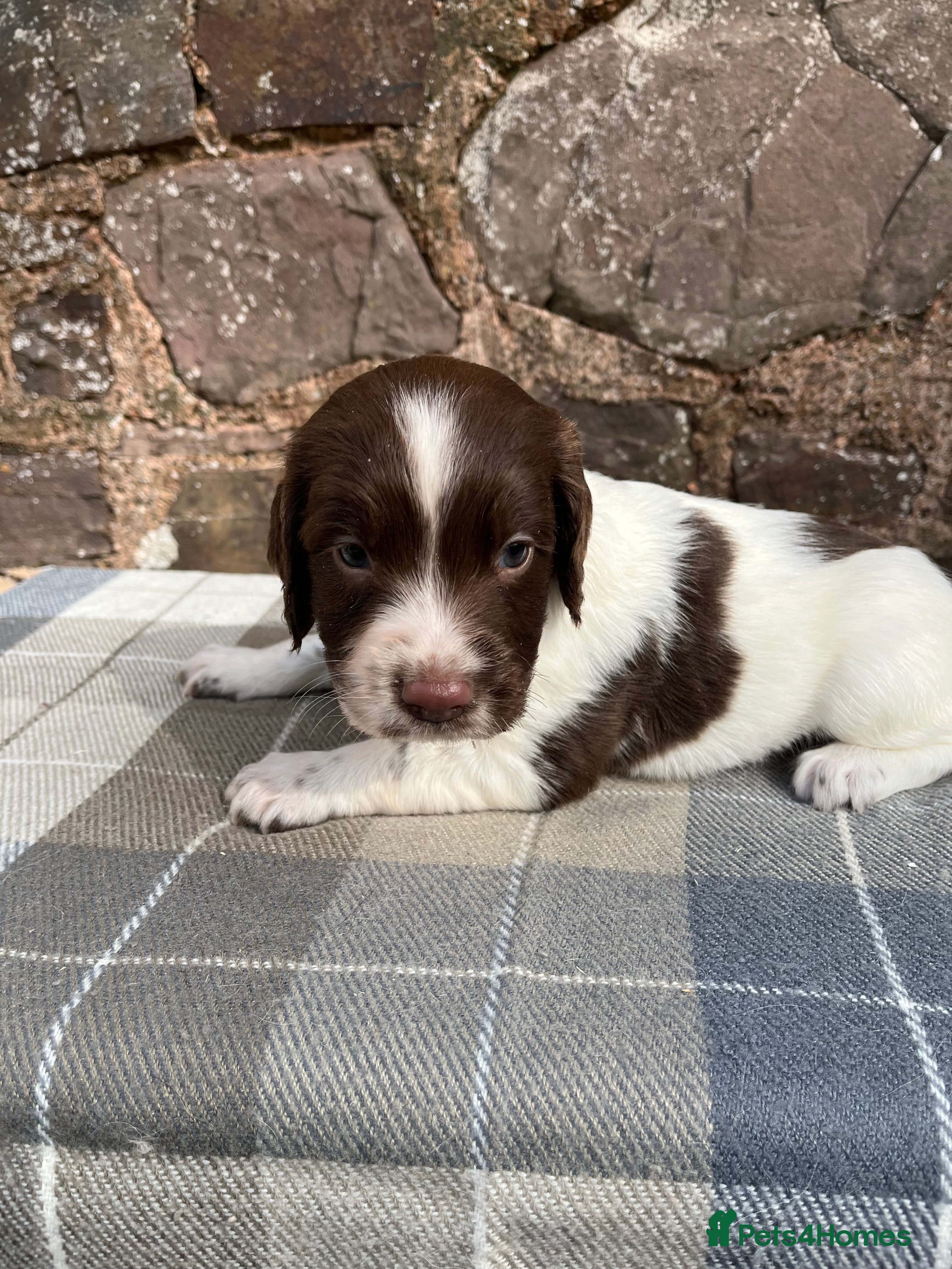 English Springer Spaniel dogs With an OFF SWITCH springers - Advert 2